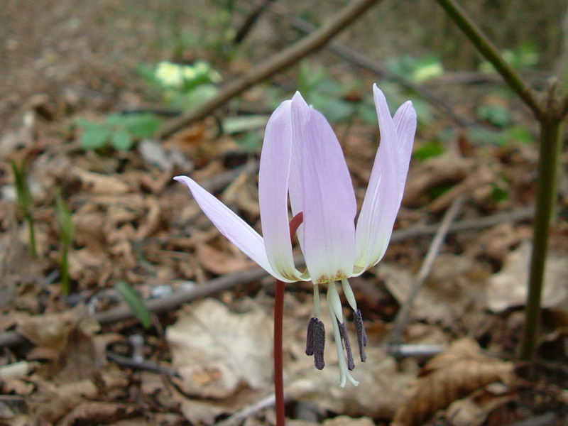 Erythronium dens-canis / Dente di cane